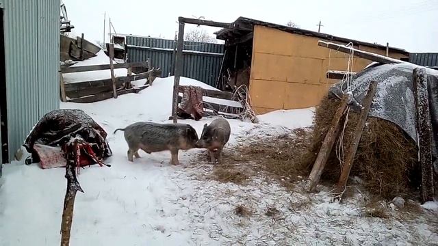 Поросята кармалы 04 марта 2021 смотреть онлайн