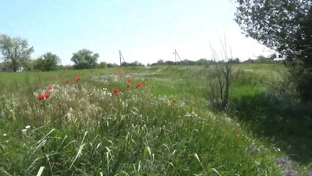 Красные маки в Охримовке. смотреть онлайн