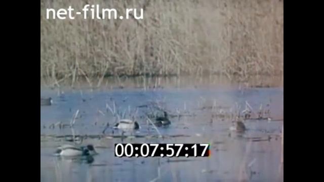 1982г. Кызылагачский заповедник. Азербайджан. смотреть онлайн
