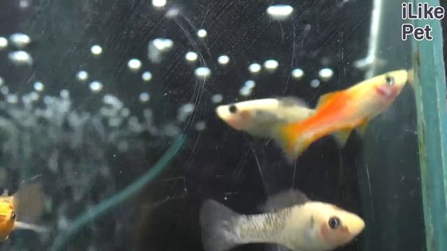 Как ухаживать за моллинезией? смотреть онлайн