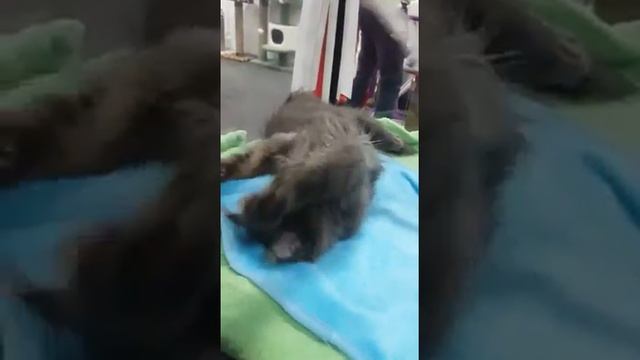 Мейн кун. Голубой солид. дым.. кошка смотреть онлайн