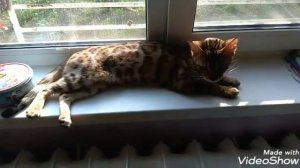 Как гуляется бенгальская кошка