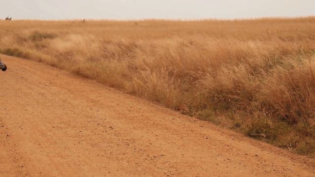 TOP 5 African Soul Soothing SAFARI Music