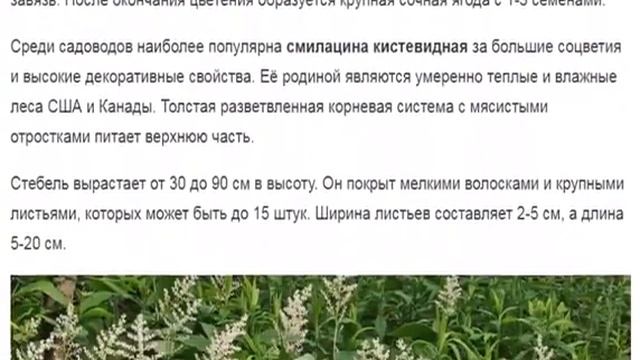 Смилацина — зеленый ковер в тени смотреть онлайн