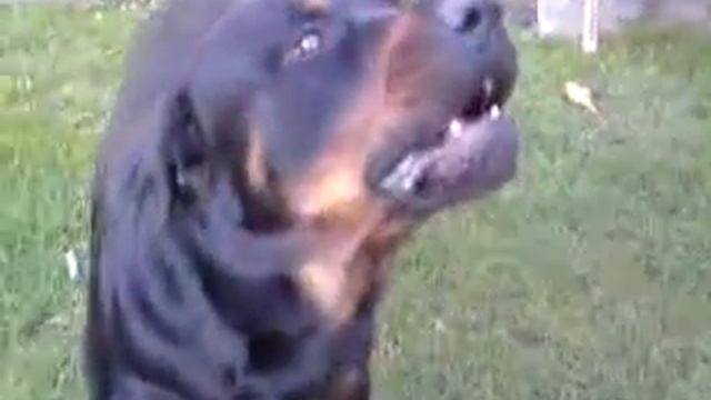 Rottweiler