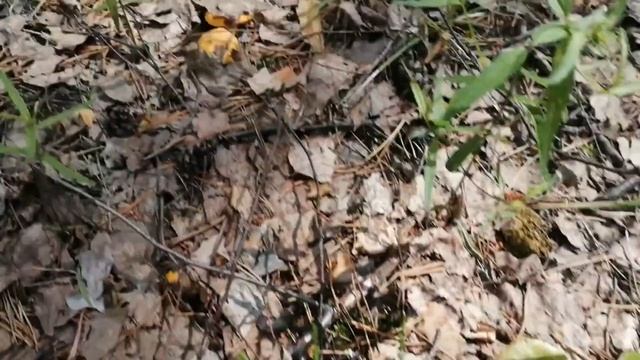 16.06.2021 Нижегородская область, район пос.Пыра. Первые лисички в 2021 году смотреть онлайн