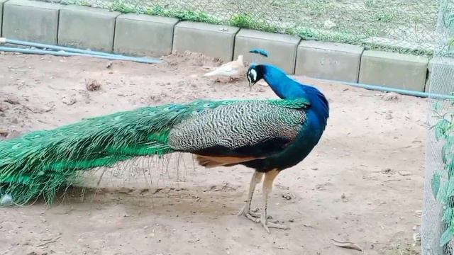 See Islamabad's Spectacular Lake View Park & Its Incredible Bird Zoo! смотреть онлайн