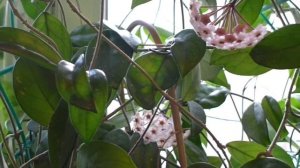 Хойя или восковой плющ. Особенности ухода.