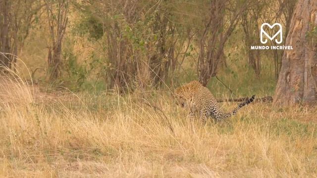 O LEOPARDO ATACOU O ANIMAL ERRADO смотреть онлайн