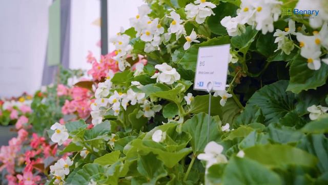 Benary‘s Summerfest – Flower Trials 2022 Recap