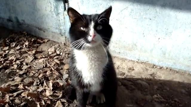 Любопытный кот смотреть онлайн