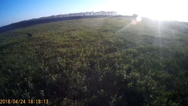 Натаска курцхаара  Утки куропатки и коростель