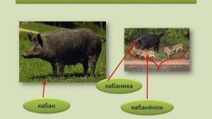 Животные 4 класс   презентация по Окружающему миру