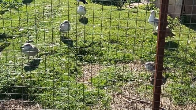 Селезень Фрэнк из бывшего РЦ Дно Болота и другие птицы смотреть онлайн