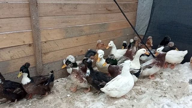 ?Утка с прической или шапкой на голове. Искала, и вот нашла. смотреть онлайн