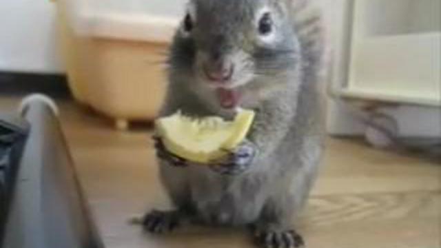 Белочка обедает смотреть онлайн