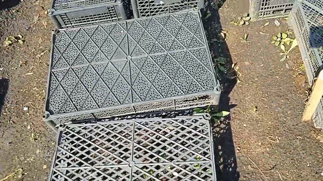 ОСМОТР САЖЕНЦЕВ ГОРТЕНЗИЙ В ОГ..ПОСАЖЕННЫХ 10 ДНЕЙ НАЗАД смотреть онлайн