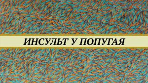 Инсульт у волнистого попугая. Признаки, лечение. Будет ли попугай летать после инсульта.
