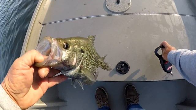 Pre-Spawn Crappie Fishing With The Ultimate Crappie Jig Head! смотреть онлайн