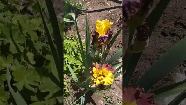 Ирисы в моём саду! Красота глаз не отвести...) смотреть онлайн