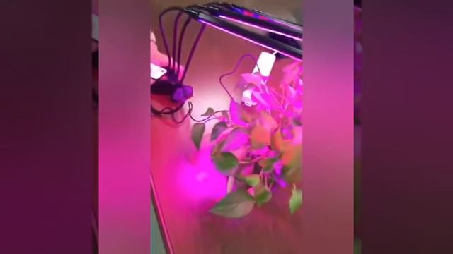 Фито-лампа для выращивания растений смотреть онлайн