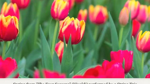 Wedding Recessional Music: Spring from The Four Seasons by Vivaldi -Violin, Cello, & Piano смотреть онлайн