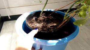 Черви в цветочном горшке