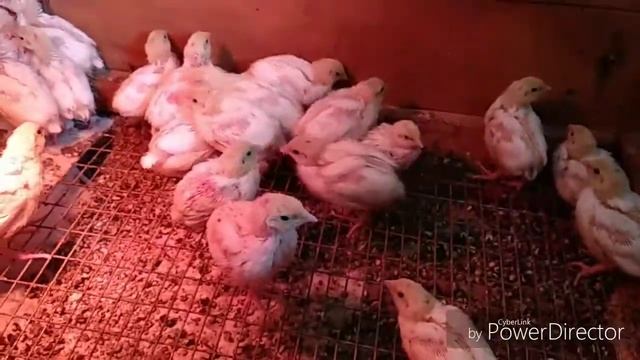 Разведение перепелов. Техасский перепел. смотреть онлайн