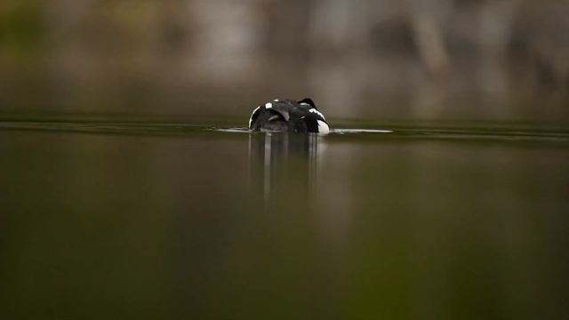 Wild Alaska: Alaska Wildlife