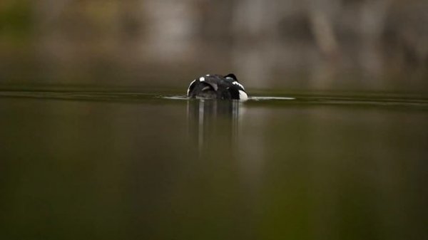 Wild Alaska: Alaska Wildlife