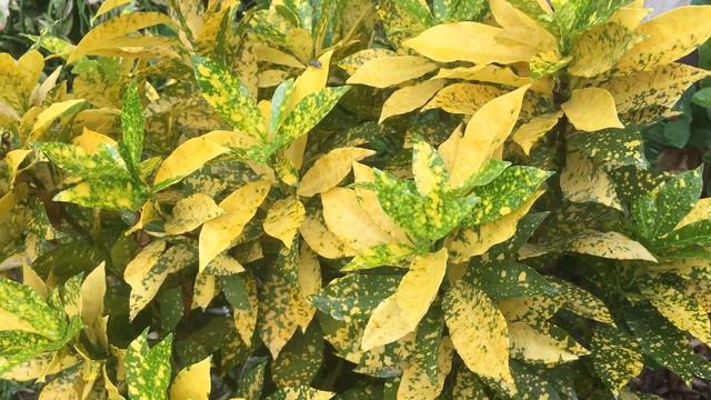 Croton plant varieties in our garden смотреть онлайн