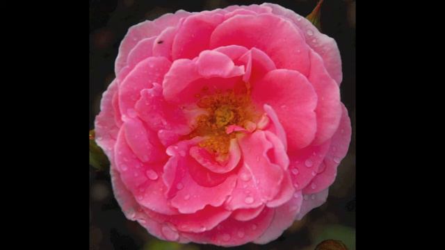 The Last Rose Of Summer played on chromatic harmonica by Tony (Bomber) Aked смотреть онлайн