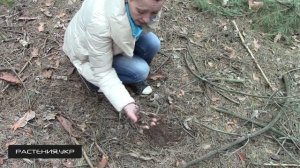 Кислотность почвы / Как подкислить почву?