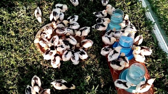 Завтрак цыплят на траве!!! Цыплята Пушкинской породы!! смотреть онлайн