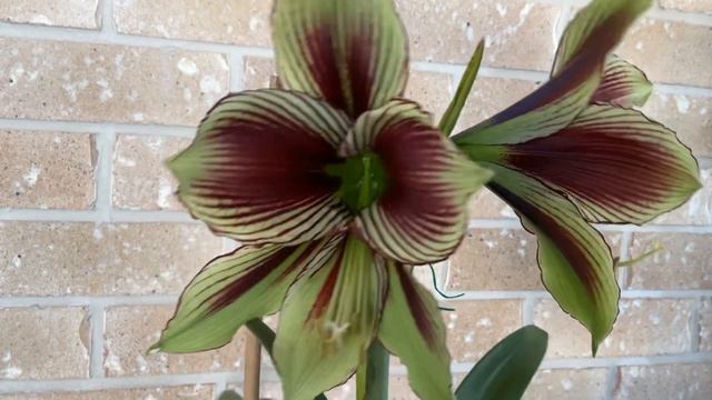 Hippeastrum Papilio смотреть онлайн