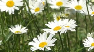 Ромашки Символ День Семьи Любви и Верности заставки футажи релакс