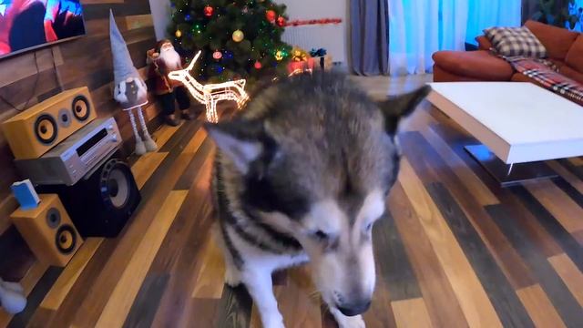 УМНАЯ Собака отвечает ВКУСНО или НЕТ на разные блюда! Самые умные хаски и маламуты в мире