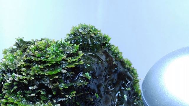 #2 Volcano Filter Betta Aquarium - YES filter, NO CO2, NO Ferts 7.6 Gallon Tank смотреть онлайн