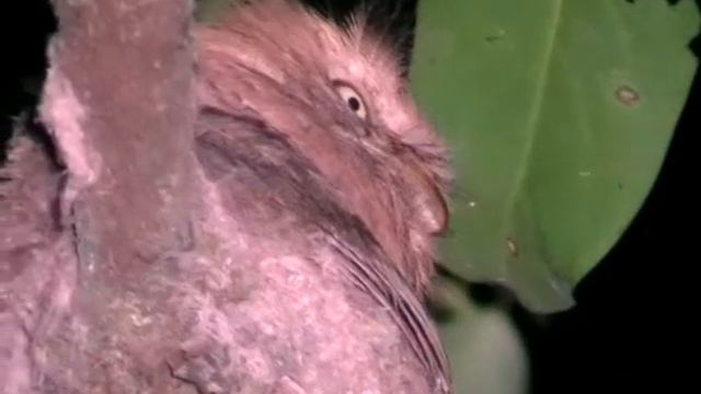 Horsfield's Frogmouth (Batrachostomus javensis) Яванский лягушкорот смотреть онлайн