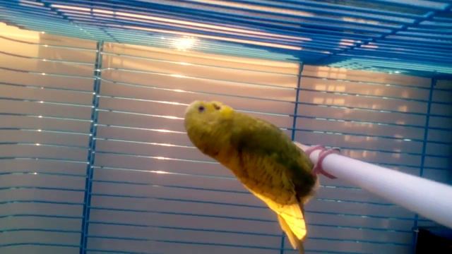 попугай не хочет говорить смотреть онлайн