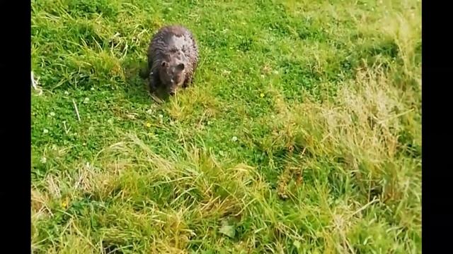 бобёр нападает смотреть онлайн