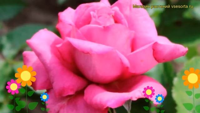 Роза чайно-гибридная Блоcкбастер. Краткий обзор, описание характеристик Blockbuster смотреть онлайн