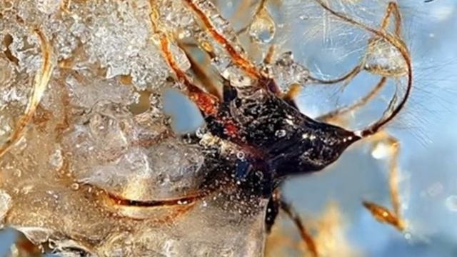 Льдинки и снежинки смотреть онлайн