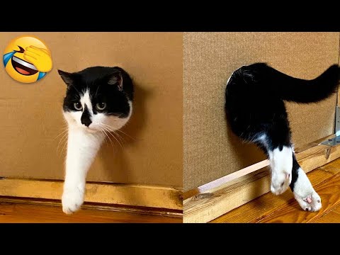 Самые смешные видео с животными - Best Crazy Cats? and Hilarious Dogs? Videos 2022 Compilation!