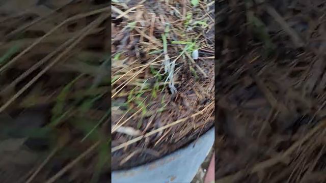 Кабачок выращиваем в бочке. Продолжение... смотреть онлайн