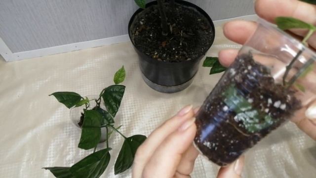 Клеродендрум Томпсона. Результат укорененния. смотреть онлайн