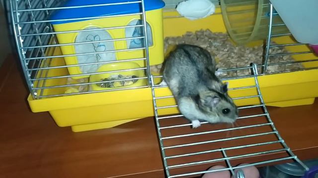 Ночная жизнь хомяка. Джунгарик в колесе. смотреть онлайн