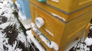 зимовка пчел с открытым сетчатым дном или с закрытым , что выбрать в ульях ППУ и ППС