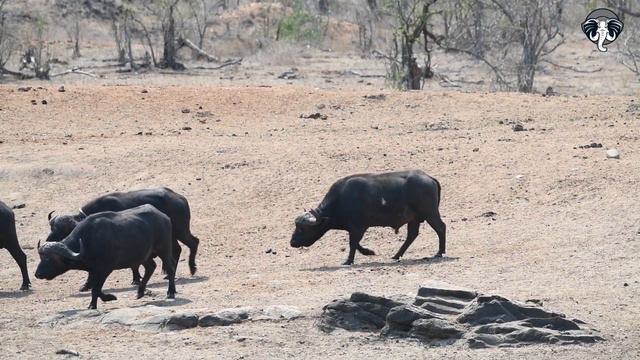 El Majestuoso BÚFALO CAFRE: Guardianes de la Sabana Africana смотреть онлайн