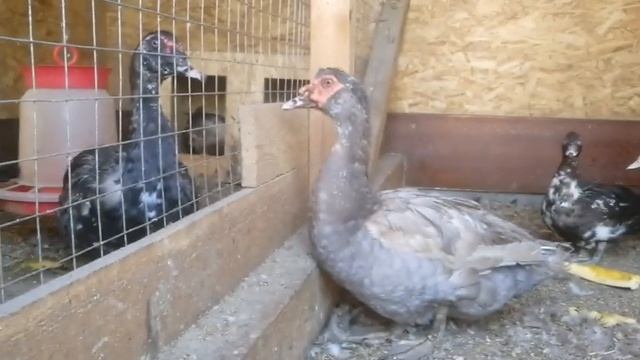 Сколько я заработал на индоутках за год. смотреть онлайн